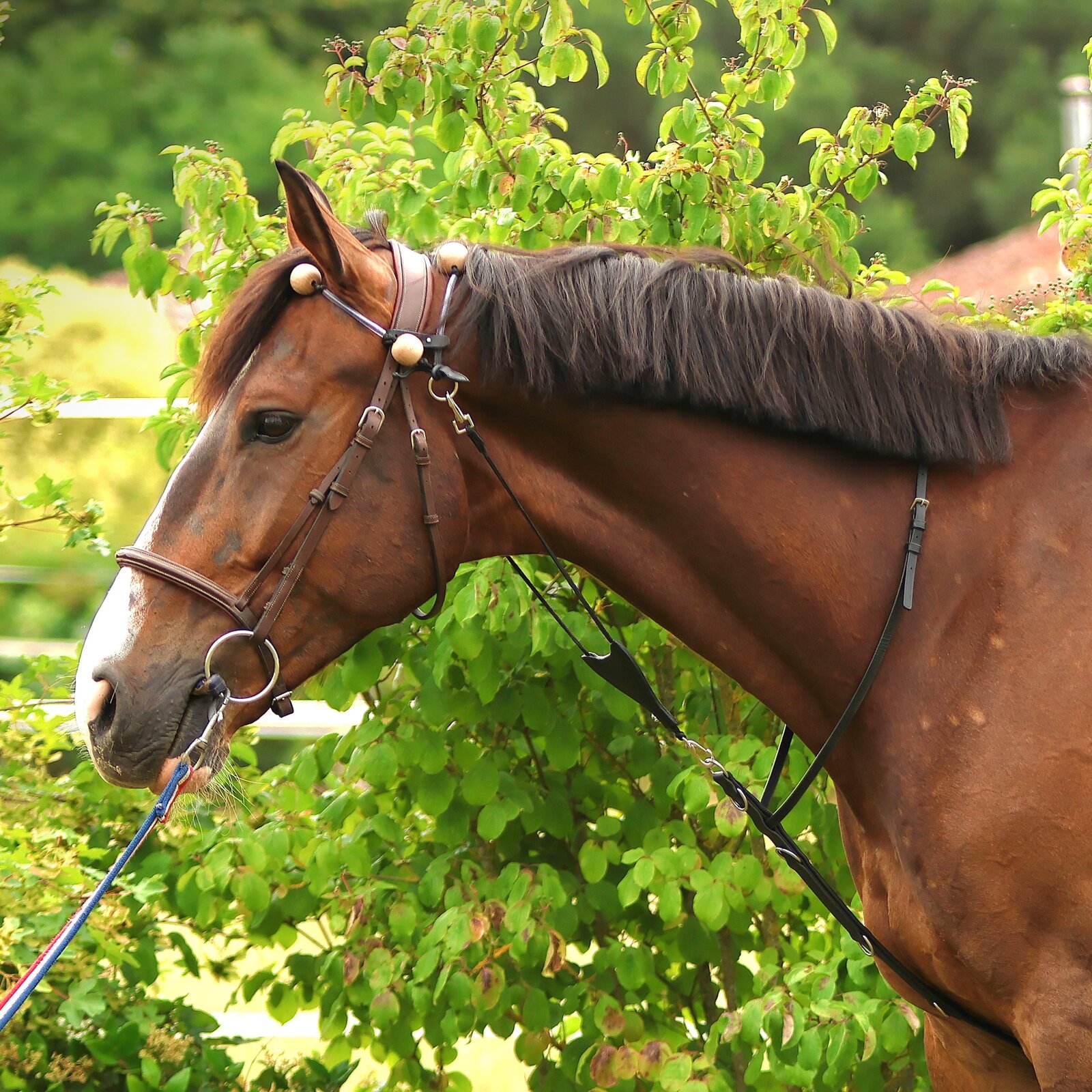 Le MATH ® en gros plan, sur l'encolure du cheval.